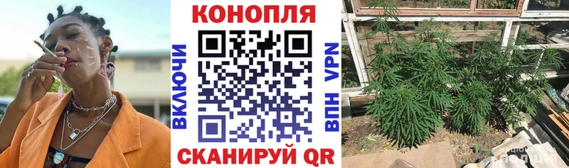 купить   Сосновый Бор  Канабис OG Kush 